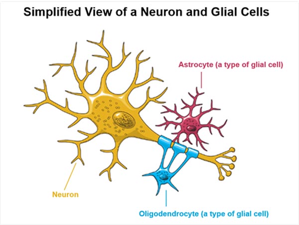 Illustrasjon av gliaceller (rød og blå). bilde fra http://neuroforbundet.se