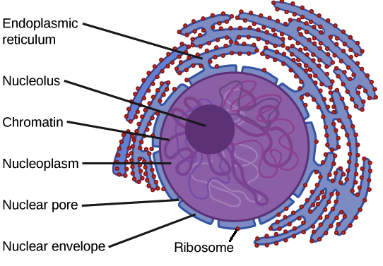 ribosomer