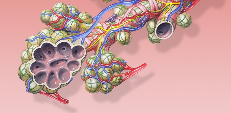 Våre alveoler ser ut som drueklaser. Bilde: Wikipedia.org