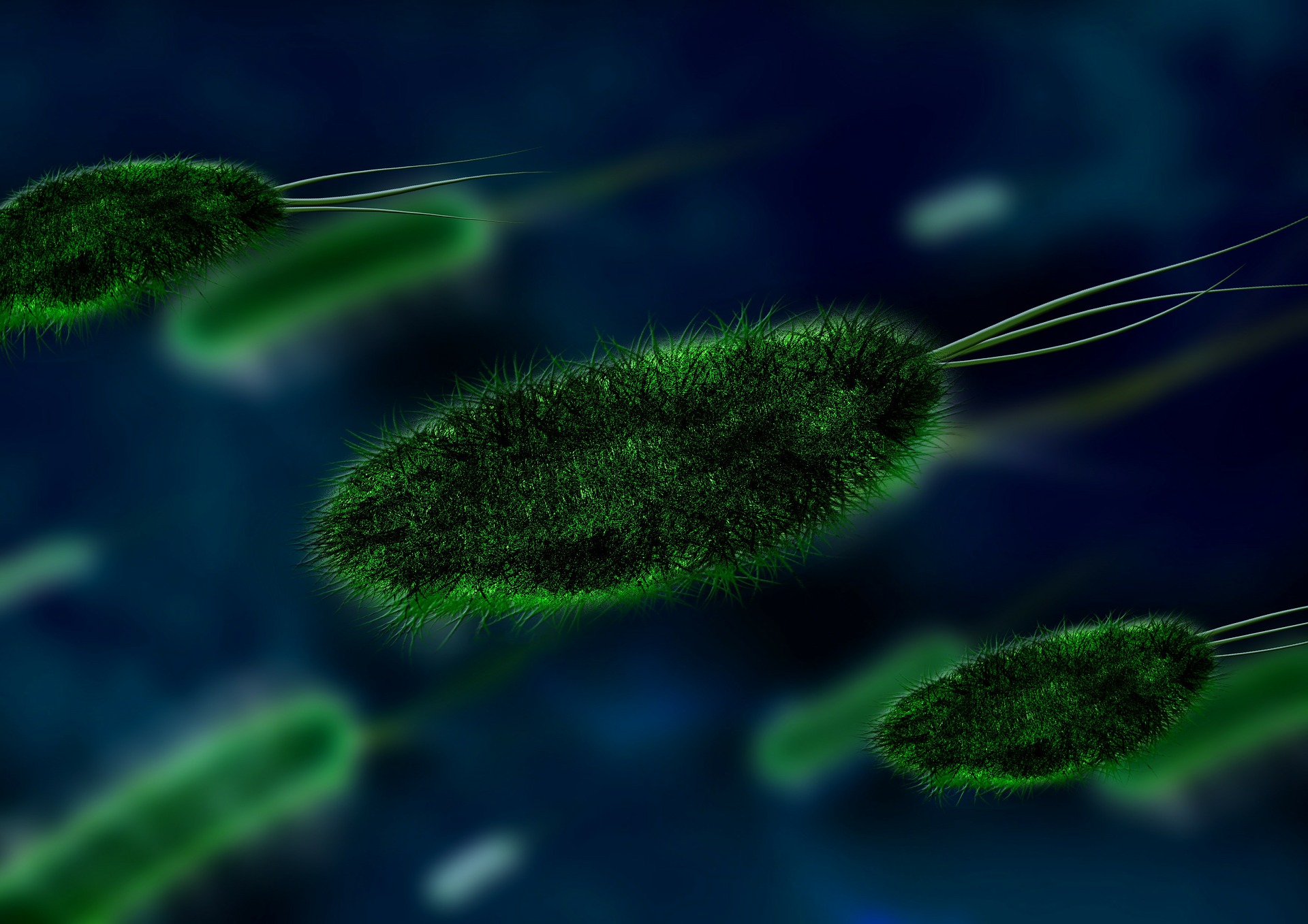 Bakterie illustrerer patogenese