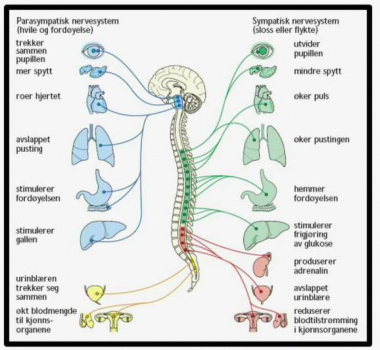 Det autonome nervesystemet