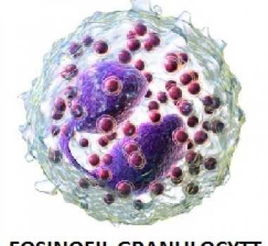 Eosinofile Granulocytter