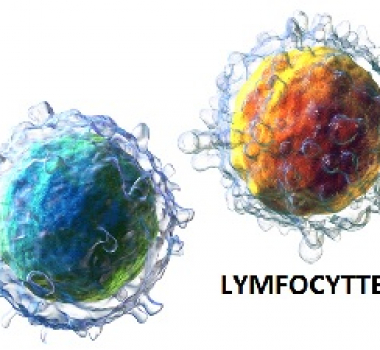 Lymfocytter