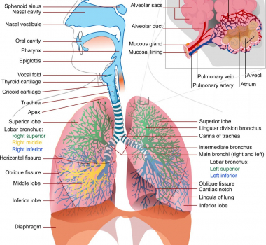 Respirasjonssystemet