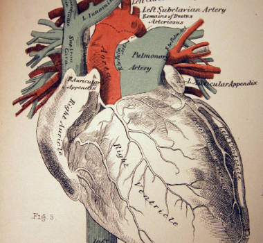Myokard og hjerteveggen