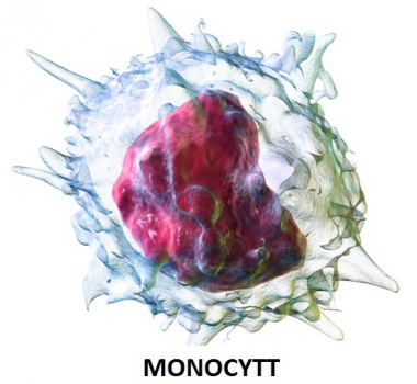 Monocytter